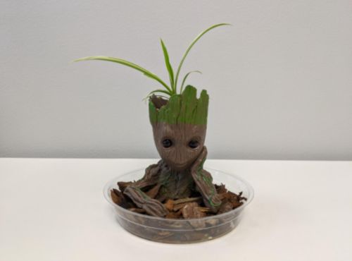 Groot Man Planter Pot photo review