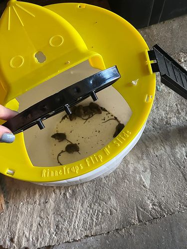 Automatic Mouse Trap Bucket for House photo review