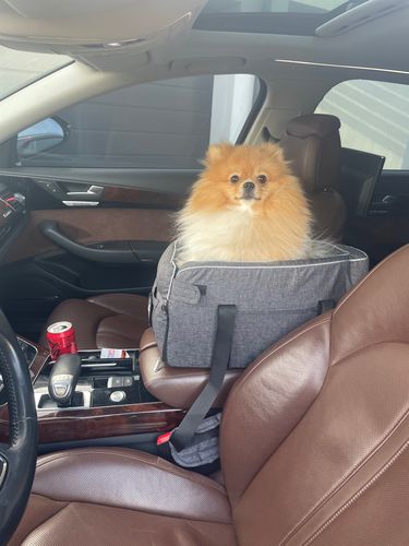 Small Dog Cat Pet Deluxe Interactive Booster Seat On Car Armrest photo review