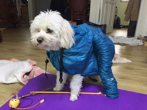 Dog Drying Bag photo review