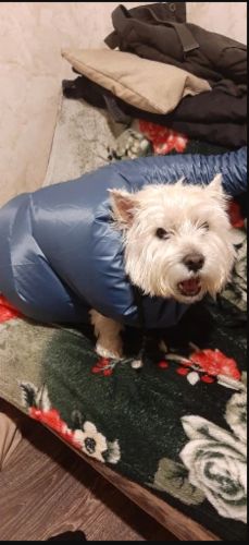 Dog Drying Bag photo review