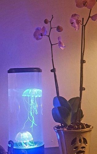 Bedside Hypnotic Jellyfish Lamp Aquarium photo review