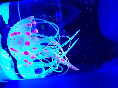 Bedside Hypnotic Jellyfish Lamp Aquarium photo review