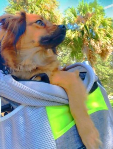 Dog Basket For Bike Pet Bicycle Carrier For Puppy Or Small Breeds photo review