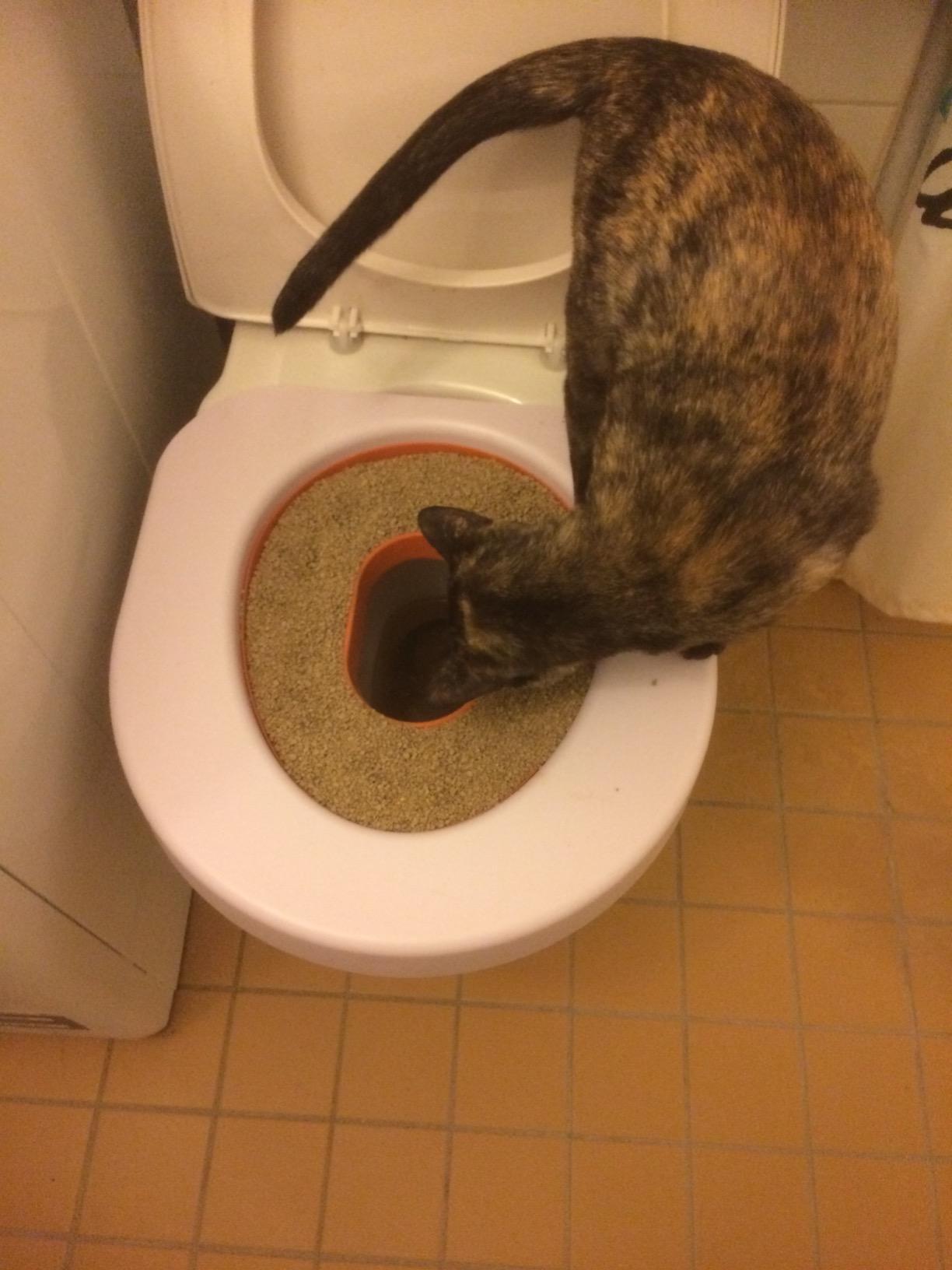 Cat Toilet Training Kit photo review