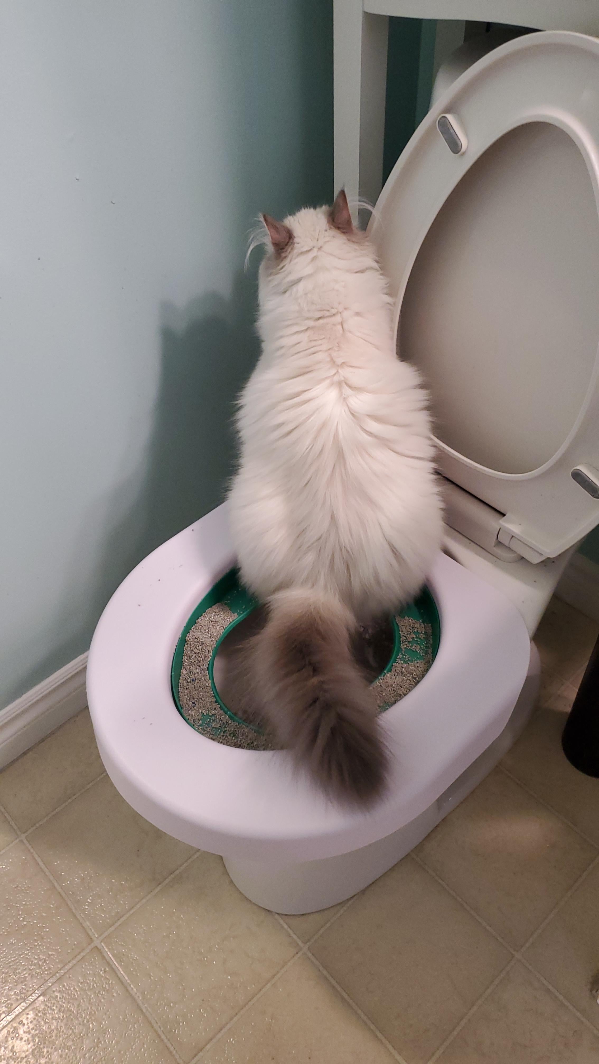 Cat Toilet Training Kit photo review