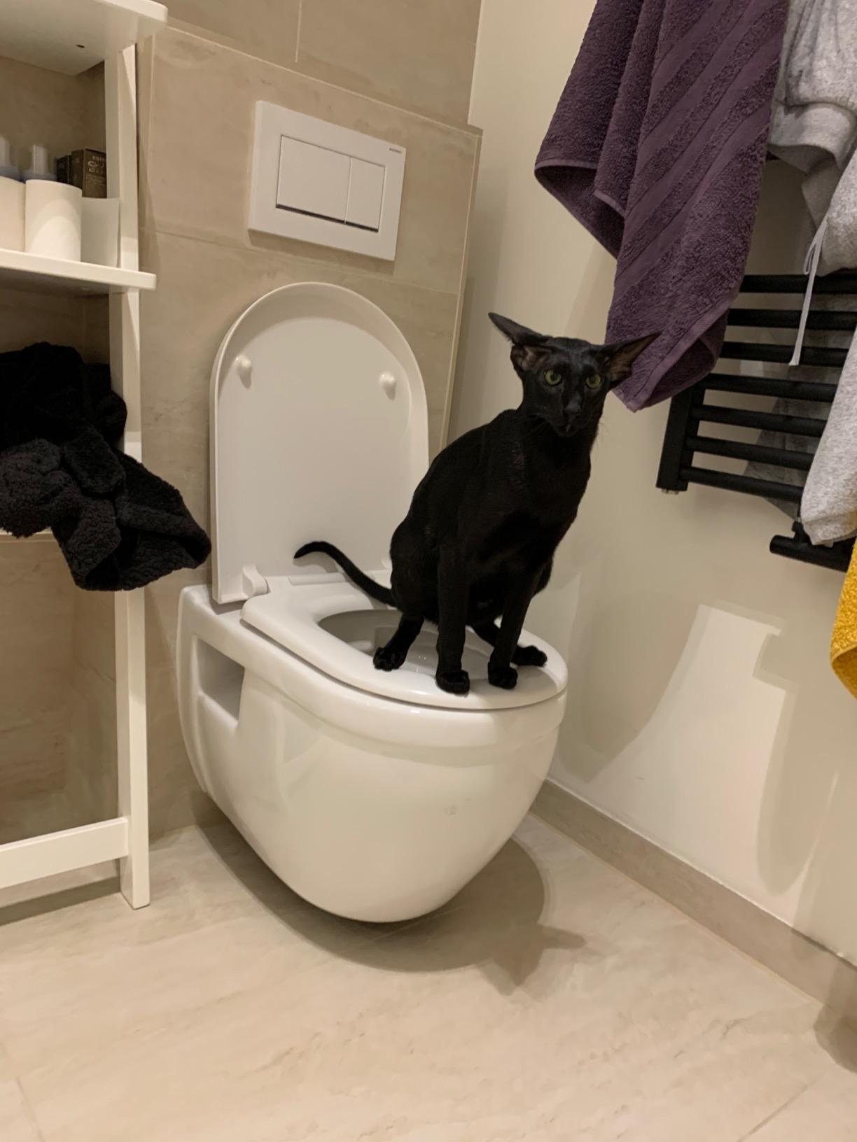 Cat Toilet Training Kit photo review