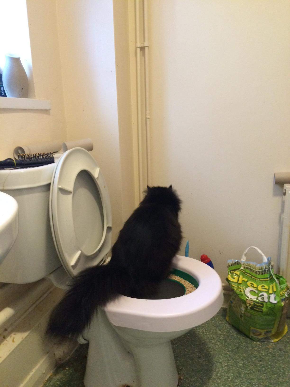 Cat Toilet Training Kit photo review