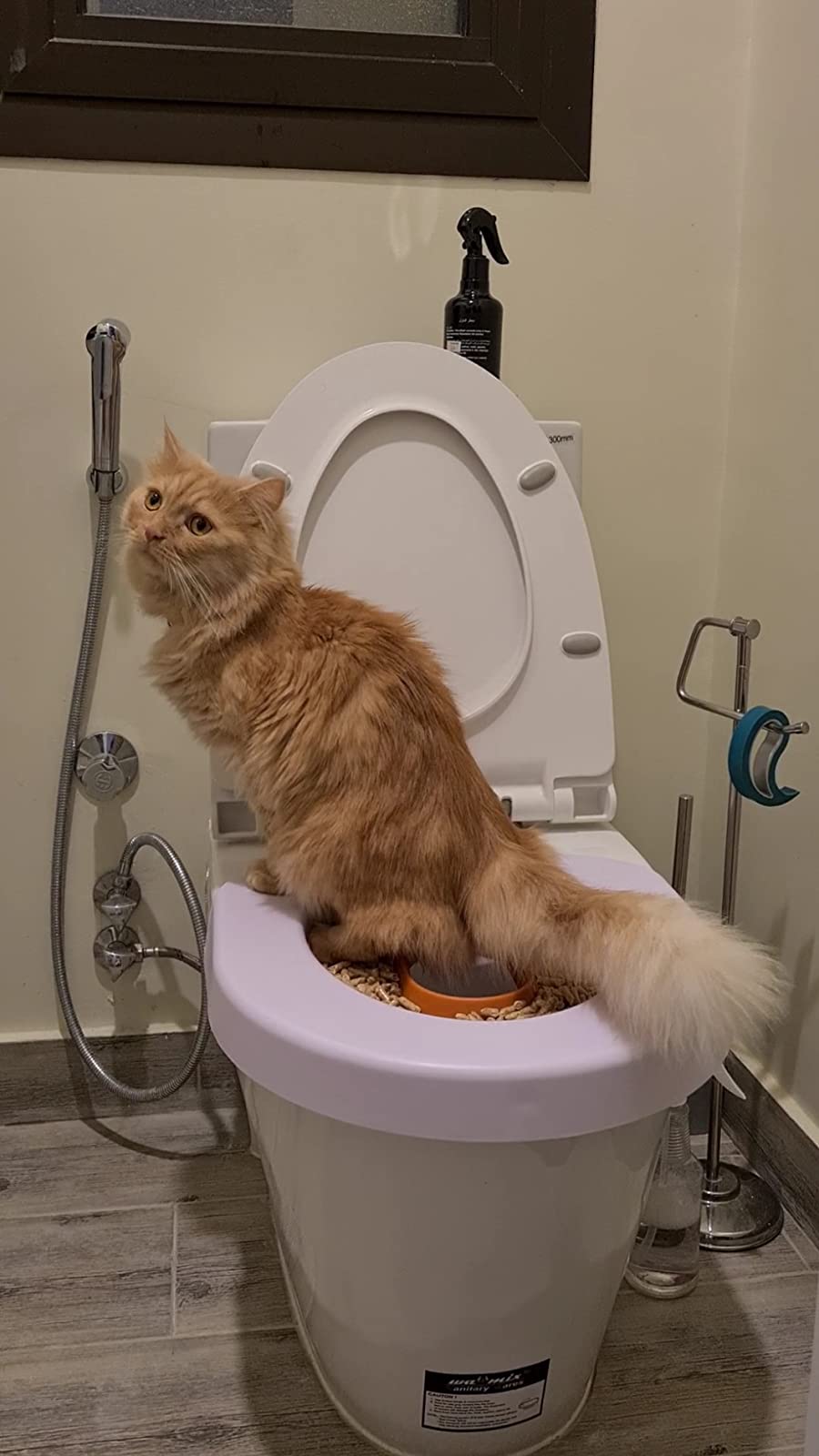 Cat Toilet Training Kit photo review