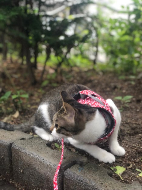 Cat Vest Harness And Leash Set To Outdoor Walking photo review