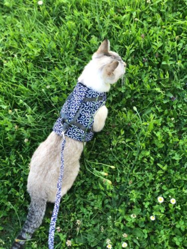 Cat Vest Harness And Leash Set To Outdoor Walking photo review