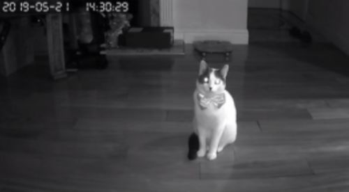 Kabellose CCTV-Haustierkamera – Überwachung von Katzen und Hunden photo review