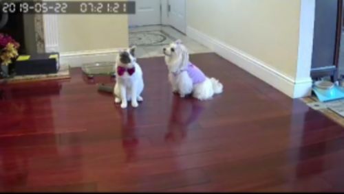 Cctv Wireless Pet Camera - Cats, Dogs Monitor photo review