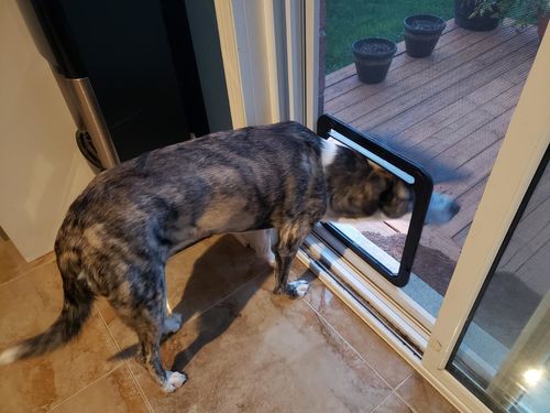 Controllable Access Pet Door photo review