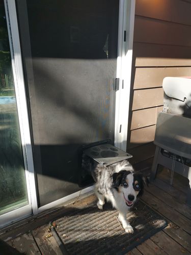 Controllable Access Pet Door photo review