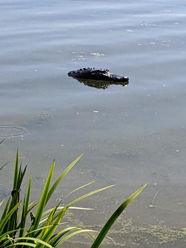 Crocodile Head Remote Control Boat photo review