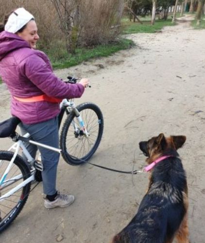 Dog Bicycle Leash Elastic Bicycle Traction Belt Rope Dog Leash Bike Attachment Removable Dog Leashes Dog Walkers photo review