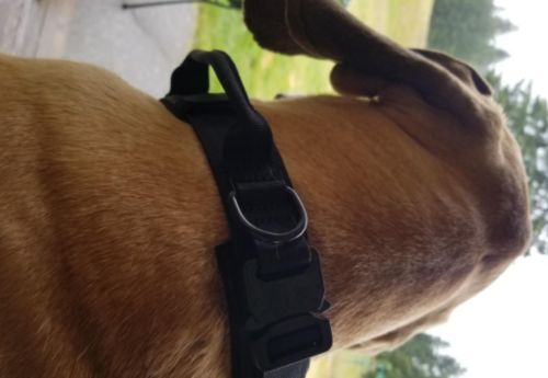 Tactical Dog Collar photo review