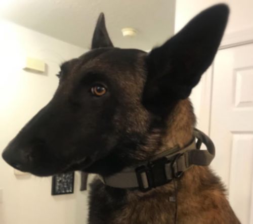 Tactical Dog Collar photo review