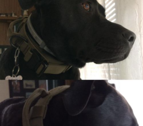 Tactical Dog Collar photo review