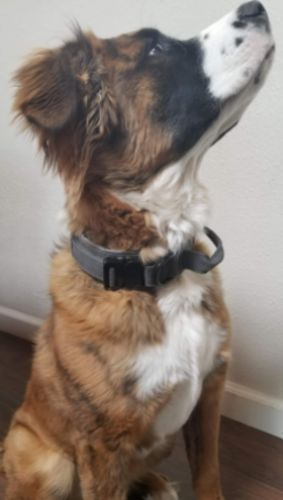 Tactical Dog Collar photo review