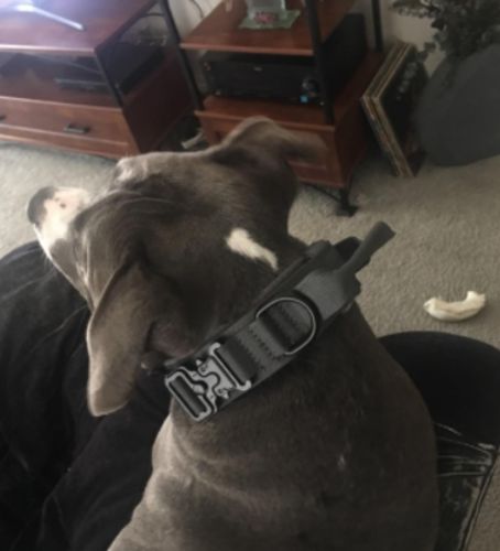 Tactical Dog Collar photo review