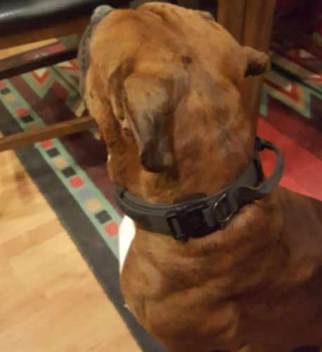 Tactical Dog Collar photo review