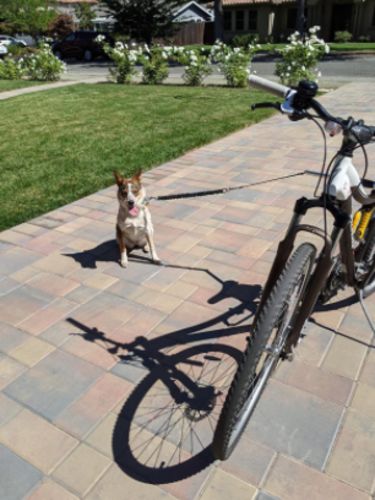 Dog Leash For Bike Riding photo review