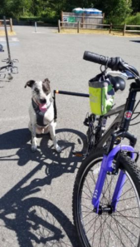 Dog Leash For Bike Riding photo review