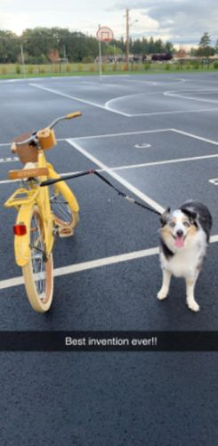 Dog Leash For Bike Riding photo review