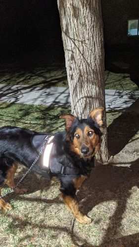 Dog Poop Scooper With Bag for Clean Pet Waste Removal photo review