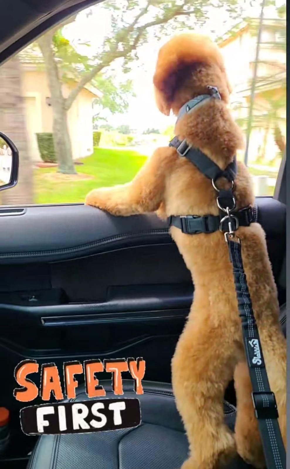 Dog Safety Harness And Car Safety Strap Set 3 Colors 4 Sizes For Comfort And Prefect Fit photo review