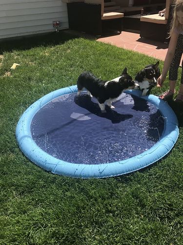 Dog Splash Sprinkler Pad photo review