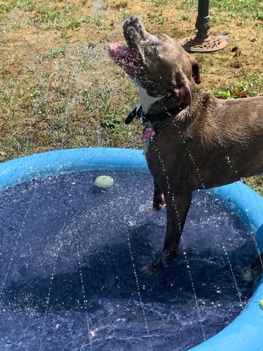 Dog Splash Sprinkler Pad photo review