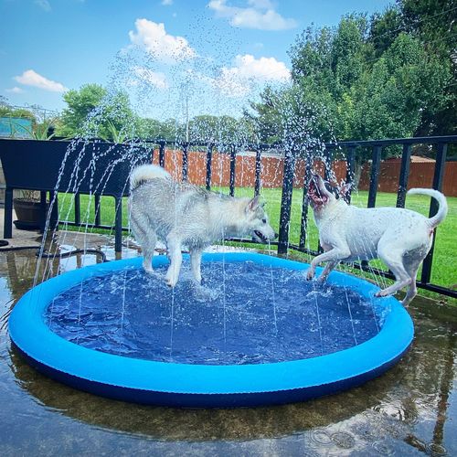 Dog Splash Sprinkler Pad photo review