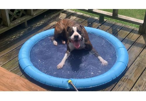 Dog Splash Sprinkler Pad photo review