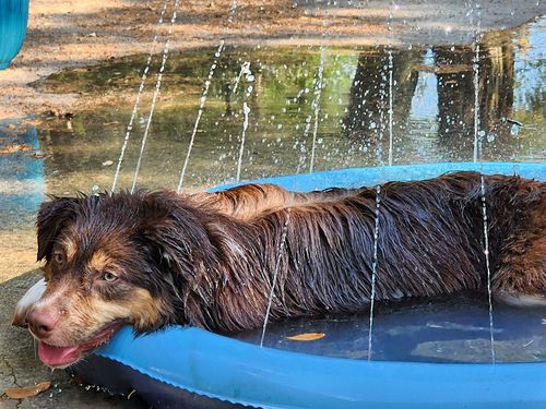 Dog Splash Sprinkler Pad photo review