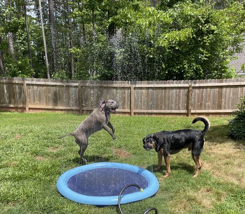 Dog Splash Sprinkler Pad photo review