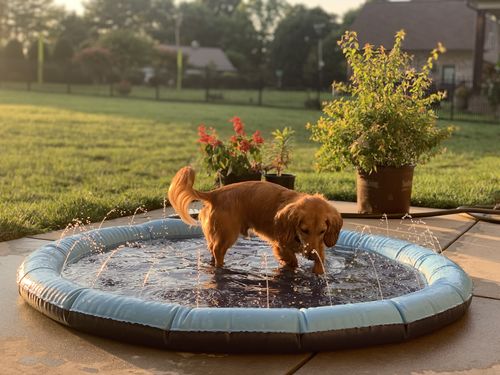 Dog Splash Sprinkler Pad photo review