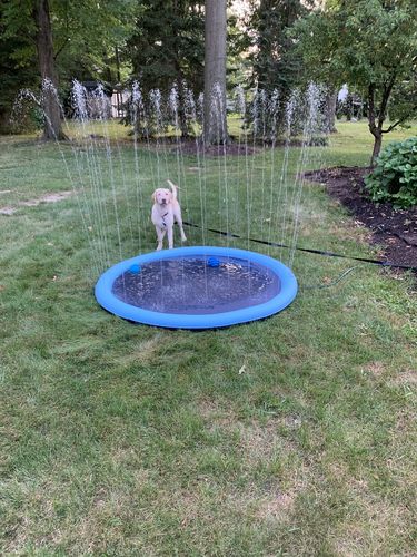 Dog Splash Sprinkler Pad photo review