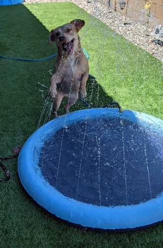 Dog Splash Sprinkler Pad photo review