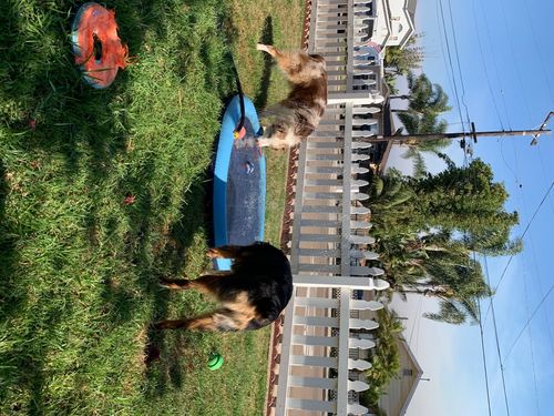 Dog Splash Sprinkler Pad photo review