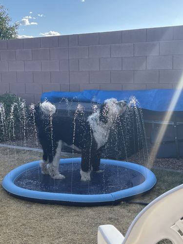 Dog Splash Sprinkler Pad photo review