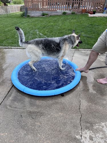 Dog Splash Sprinkler Pad photo review