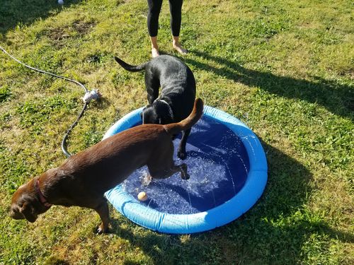 Dog Splash Sprinkler Pad photo review