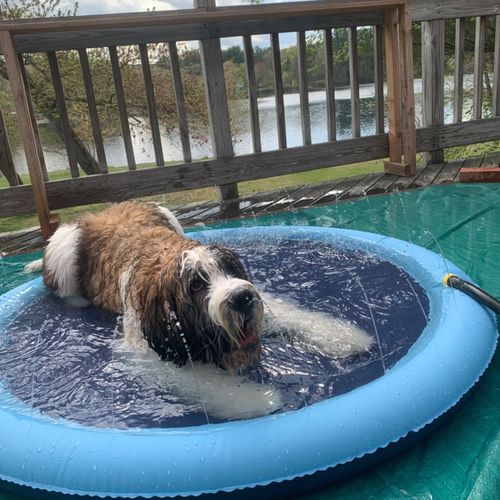 Dog Splash Sprinkler Pad photo review