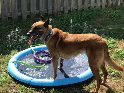 Dog Splash Sprinkler Pad photo review