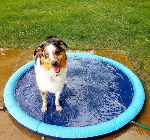 Dog Splash Sprinkler Pad photo review