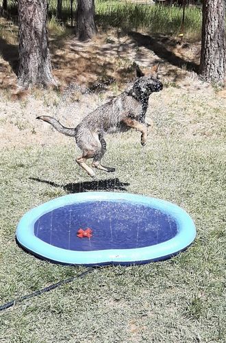 Dog Splash Sprinkler Pad photo review