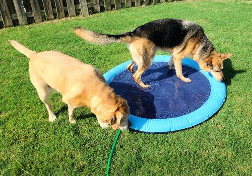 Dog Splash Sprinkler Pad photo review